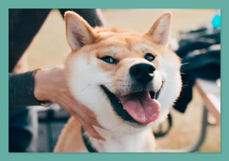 shiba inu Google Search